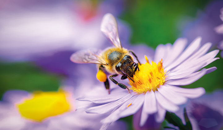 STORZ MEDICAL patrocina regularmente las colonias de abejas locales
