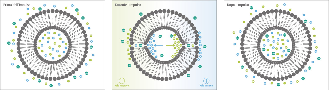EMTT – Effetti dell'elettroporazione sulla membrana cellulare
