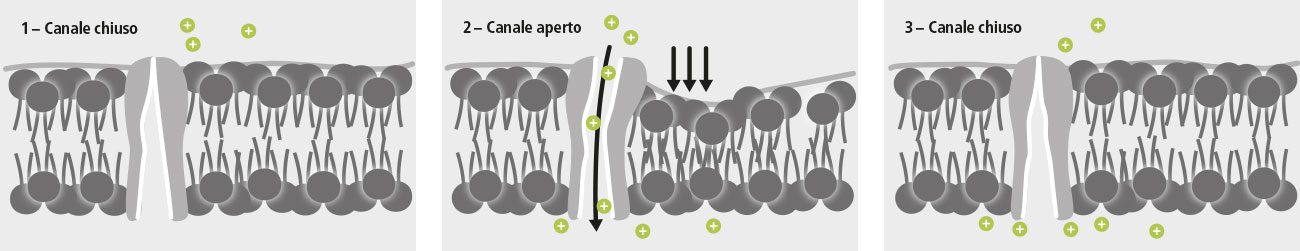 EMTT – Influenza della deformazione piezoelettrica sui canali ionici